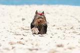 YORKSHIRE TERRIER 142
